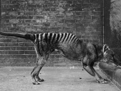 Эрдэмтэд устаж үгүй болсон амьтны РНХ-г сэргээжээ