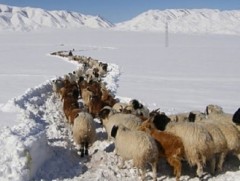 Өвөлжилт хүндэрч байна