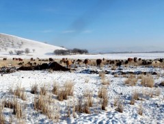 ЗГ: 11 аймгийн 30 сум цагаан зудтай байна