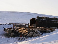 Өвөлжилтийн нөхцөл байдлыг тухай бүрт нь үнэлж, хариу арга хэмжээг шуурхай авч ажиллаж байна