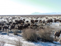 Д.Гүрбазар: Тэмээний аж ахуй нь үхрийн аж ахуйгаас хямд өртөгтэй