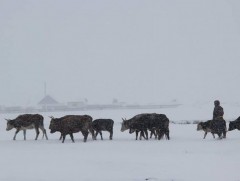 Булган аймагт өвөлжилт хүндрэх эрсдэлтэй байна