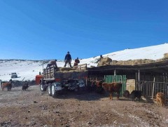 Малчид, орон нутаг өөрсдийн хэмжээнд бэлтгэсэн өвс, тэжээлийн нөөцөө дуусгажээ 