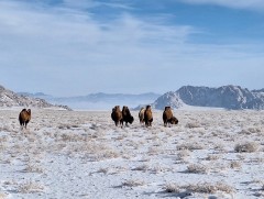 Ирэх саруудын цаг агаарын ерөнхий төлөв