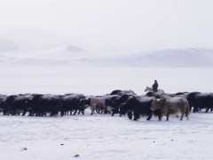 Нийт нутгийн 80 гаруй хувьд цасан бүрхүүлтэй байна