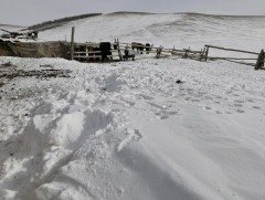 Өмнөх оны төсвийн үлдэгдэл мөнгийг малчдад зарцуулна