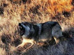 Зэрлэг, тэжээвэр амьтдад хазуулсан үед авах арга хэмжээ