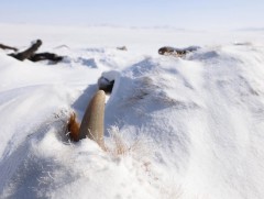 Улсын хэмжээнд 5.2 сая толгой мал зүй бусаар хорогдсон байна