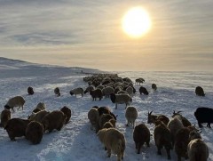 Малын тарилга, бэлдмэлийг хээлтэй малд дур мэдэн хэрэглэхгүй байхыг зөвлөлөө 