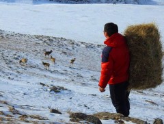 Зэрлэг амьтдад өвс, тэжээл бэлтгэх хандивын аян зохион байгуулж байна