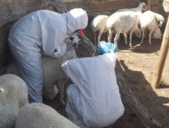 БНХАУ-аас хонины цэцэг өвчний 2,5 сая тун вакцины дэмжлэг үзүүлж байна