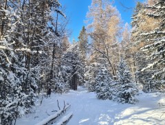 Ойн салбарынхан чуулна