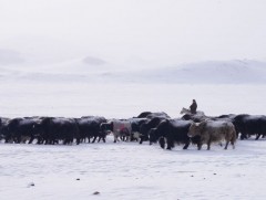 Нийт нутгийн 80 орчим хувьд цасан бүрхүүлтэй, гуу жалгандаа 100 см хүртэл зузаан цастай байна 