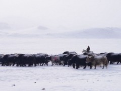 Нийт нутгийн 60 гаруй хувьд цастай байна