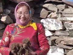 Малчин Э.Оргилбулагийнд 70 ямаа ишиглэхээс 15 нь ихэрлэжээ