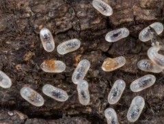 Хэнтийн нурууны ойд шинэ төрөл зүйлийн хөнөөлт шавж тархжээ