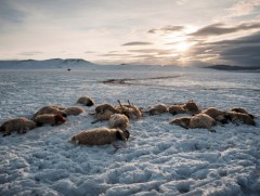 Алтанбулаг сумын нийт малын 20 гаруй хувь нь хорогджээ