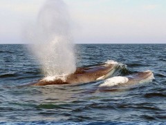 Япон улс сэрвээт халимыг арилжааны зорилгоор агнах жагсаалтад оруулахаар төлөвлөж байна 