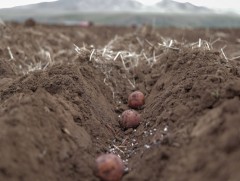 580 мянган га талбайд тариалж 1.2 сая тонн ургац авна