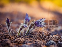 ЦАГ АГААР: Улаанбаатарт өдөртөө 21 хэм дулаан