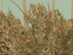 Мал аж ахуй, эрдэм шинжилгээний хүрээлэнд 600 гаруй төрөл зүйлийн олон наст ургамлын үрийг хадгалж..