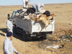 Улсын хэмжээнд малын сэг, зэм устгал 80 гаруй хувьтай байна