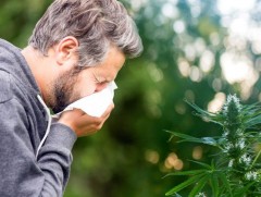 Ургамлын тоосны харшил гэж юу вэ