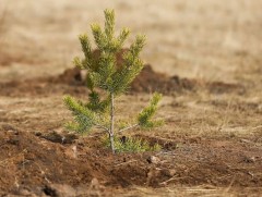 Хэнтий аймаг энэ онд 1.2 сая мод тарина