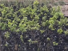 Иргэд модны тарьц, суулгацаа эдийн засгийн эргэлтэд оруулж чадахгүй байна 