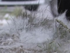 Улиас модны хөвөн харшил сэдрээх нэг хүчин зүйл болж байна