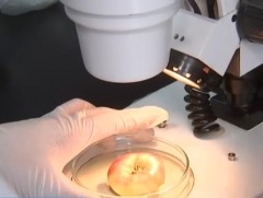 Импортын жимсний пестицидийн үлдэгдлийг шинжлэх төхөөрөмж эвдрээд уджээ