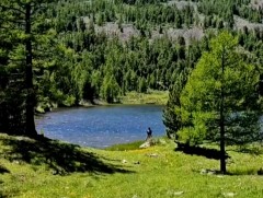 Ойн хөнөөлт шавжийн тархалтын судалгааг хийж байна