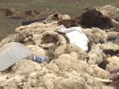 Зуны эхэн сар гарсан ч Сүхбаатар аймагт малын сэг зэм устгал бүрэн дуусаагүй байна