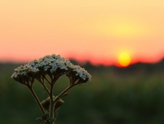 Долоодугаар сард хална