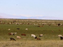 Өмнөговь, Дорноговь аймгийн ихэнх нутаг, Сүхбаатар аймгийн зүүн сумдын нутгаар зуншлага муу байна