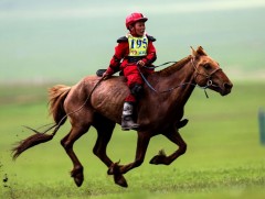 Энэ жилийн Төрийн наадмын шандаст хурдан хүлгүүд