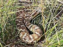 Бамбай хоншоорт могойд хатгуулсан гэх дуудлага өдөрт 8-10 удаа бүртгэгдэж байна