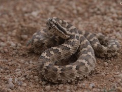 Могойд хатгуулсан бол яаралтай эмнэлэгт хандахыг зөвлөж байна