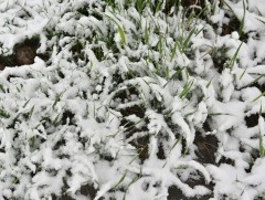 Нойтон цас орж, тариалангийн бүс нутгаар цочир хүйтэрч болзошгүйг анхааруулж байна