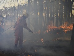 Перу улсад дэгдээд буй ой, хээрийн түймрийн улмаас онц байдал зарлаад байна