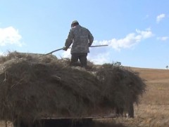 Улсын хэмжээнд өвс, тэжээлийн нөөц бэлтгэх ажил 22.4 хувьтай байна