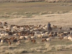 Бэлчээрийн харилцааг нэгдмэл бодлогоор зохицуулах хэрэгтэй