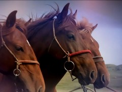 Агтана хүрээт өв соёлын наадам энэ сарын 16, 17-нд болно