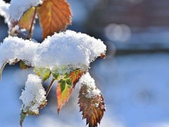 ЦАГ АГААР: Ойрын өдрүүдэд ихэнх нутгаар тогтуун байна