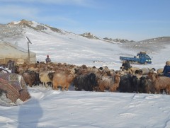 ЗГ: Отроор өвөлжиж, хаваржих малчдад эрүүл мэнд, нийгмийн хамгааллын үйлчилгээг шуурхай, хүртээмжт..