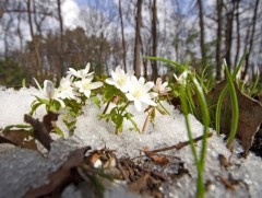 Ижий минь өвс ногоо болон ургаж байгаа