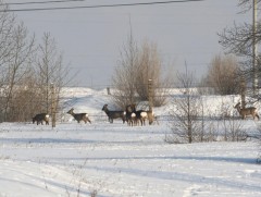 Нийслэлийн суурьшлын бүсэд зэрлэг амьтад орж ирсэн 97 дуудлага бүртгэгджээ   