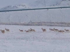 Иргэдийн мэдээллийн дагуу нийслэлийн суурьшлын бүсэд идэш тэжээл хайж, гэмтэж бэртсэн амьтдыг авар..