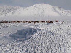 Нийт нутгийн 50 гаруй хувьд цастай байна