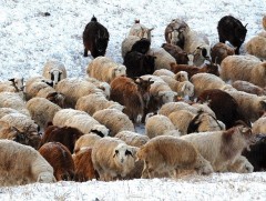 Эм хонины амьдын жингийн бууралтын төлөв, өвөлжилт, хаваржилтын урьдчилсан үнэлгээ